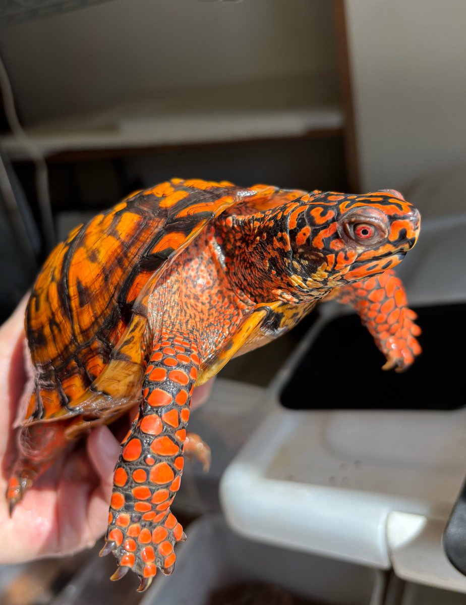 HerpState(ハープステート) tweet media