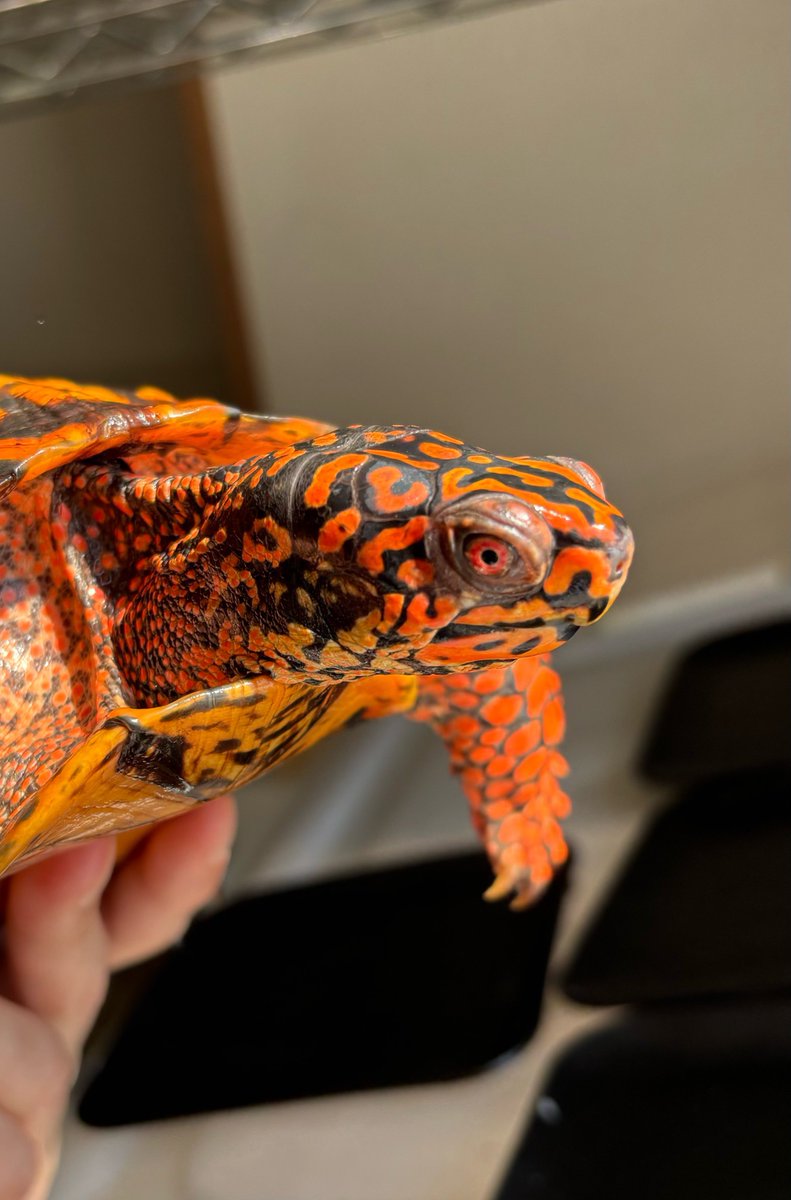 HerpState(ハープステート) tweet media