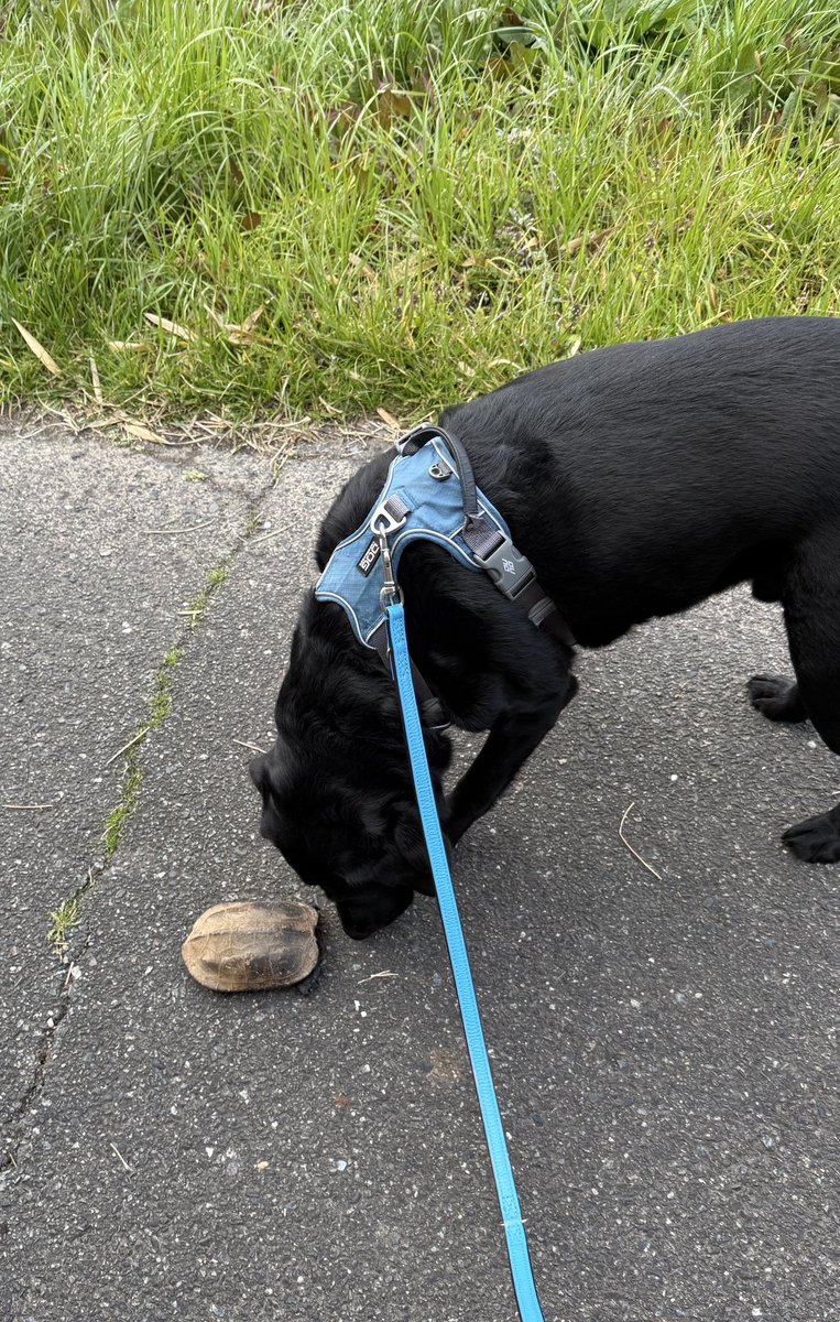 おい，亀さん大丈夫か？？
#黒ラブ
#亀を愛する犬