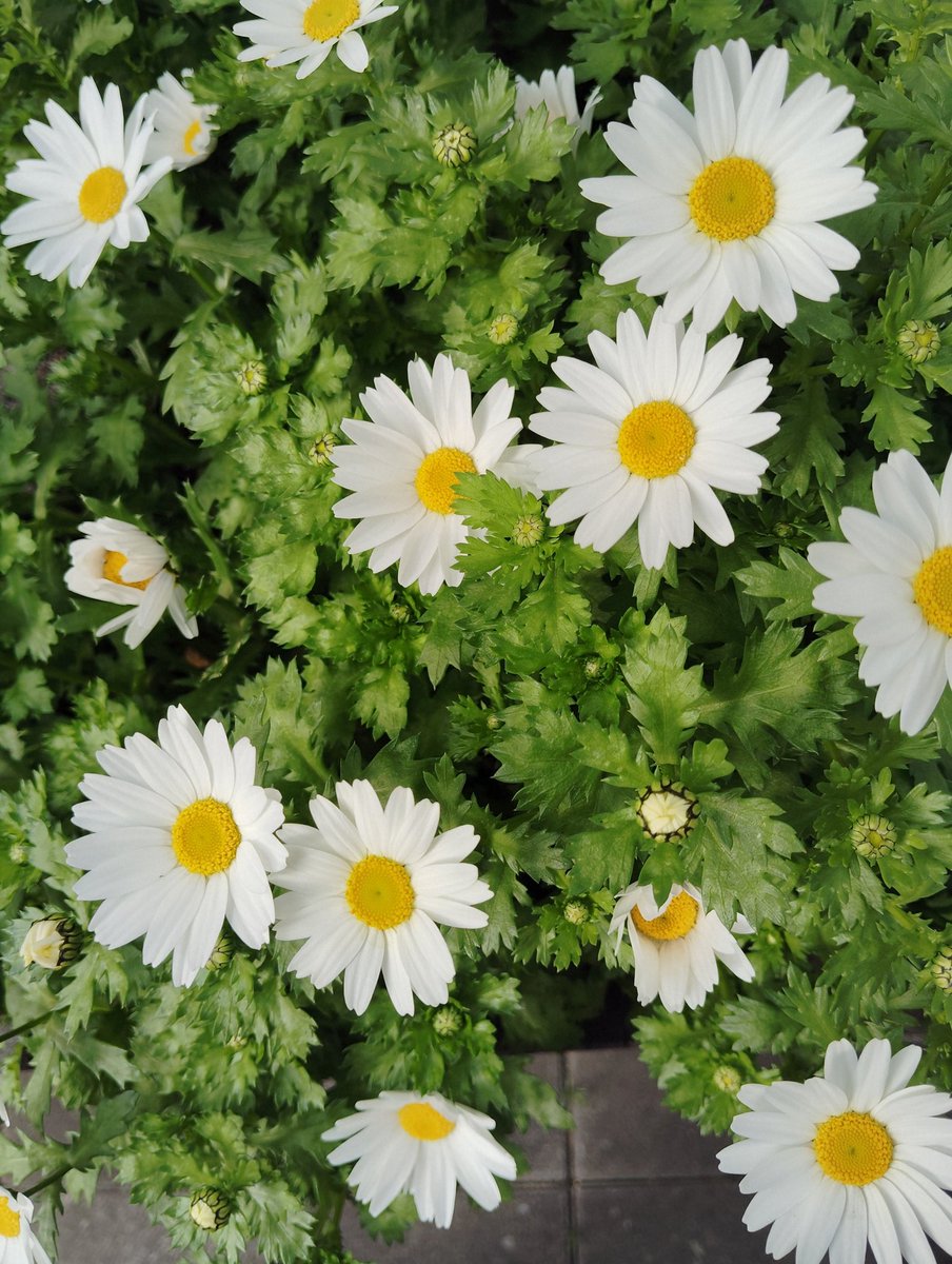 FWLMacZ95u95352's tweet photo. #flowers📸🌿🌻/japan
Their purity feels like a quiet blessing. 🤍✨ #PureLight #早春 https://t.co/KP4Jpsm20c