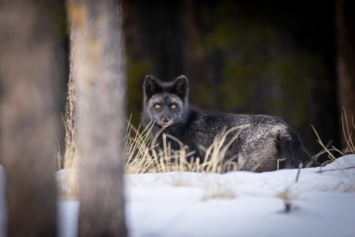 Patrick Barron 🐻〽️ tweet media