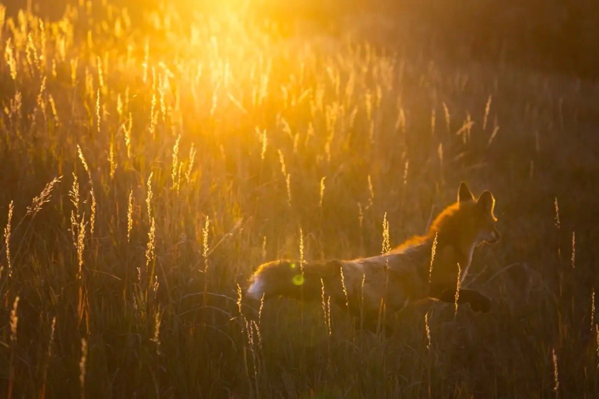 Patrick Barron 🐻〽️ tweet media