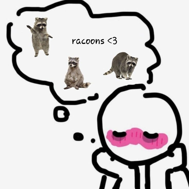Why you should have a Raccoon tweet media