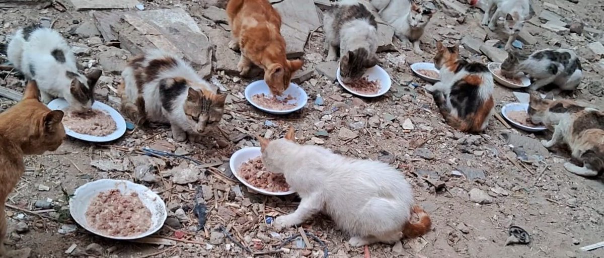 Animal Friends Shelter tweet media