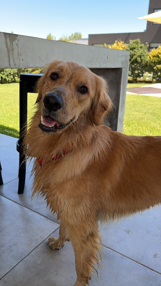 micubian's tweet photo. Mi perro es modelo acaso? https://t.co/XlWNSuK9K2
