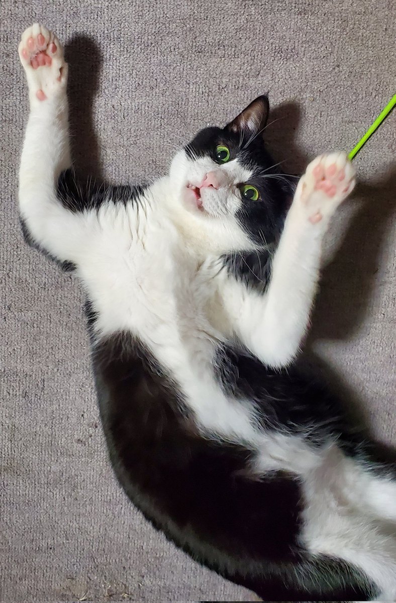 eumes1129's tweet photo. @neko_magazine ねこの名前：ちっく
飼い主の名前：えゆ

ねこまつり ばんざーい🙌

#春のねこまつり2026 https://t.co/YYYtDQd4p7