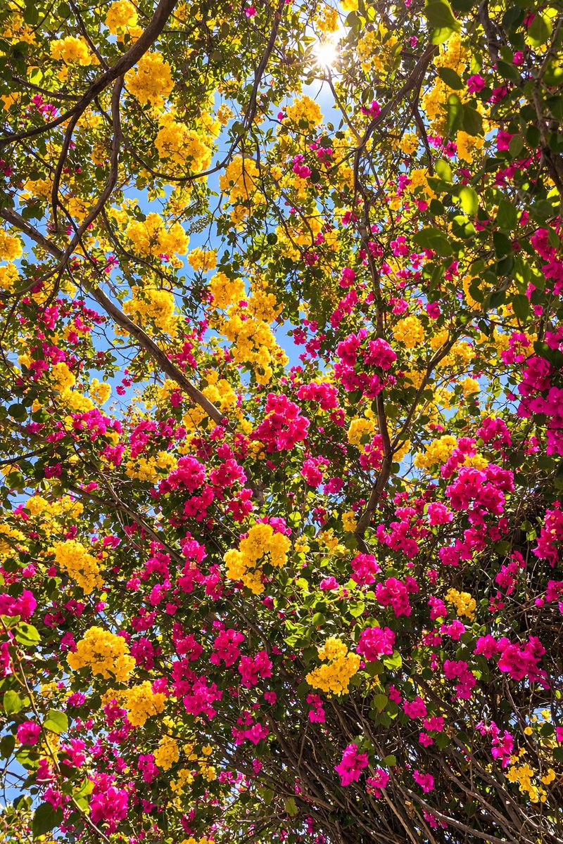 ♛Príncipe Tonatiuh tweet media