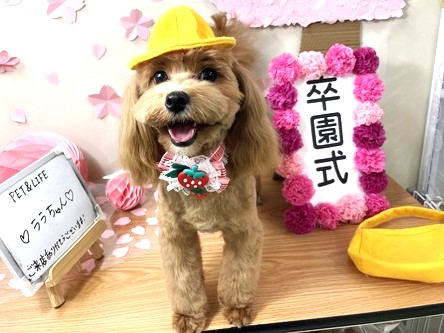 PETandLIFE's tweet photo. おはようございます▽･ｗ･▽
#トリミング
#ペットホテル
#ペットサロン
#新規のお客様ポイント5倍
#おかげさまでオープン16周年
#みんな元気 https://t.co/TiW27Va1m7
