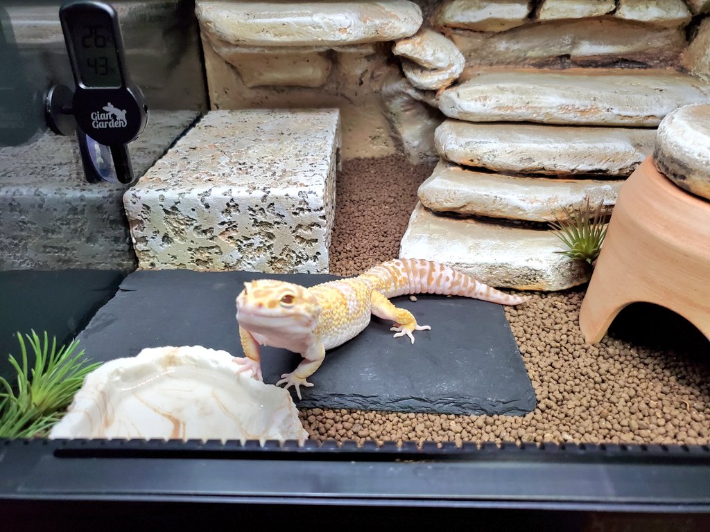 ヒナタ tweet media