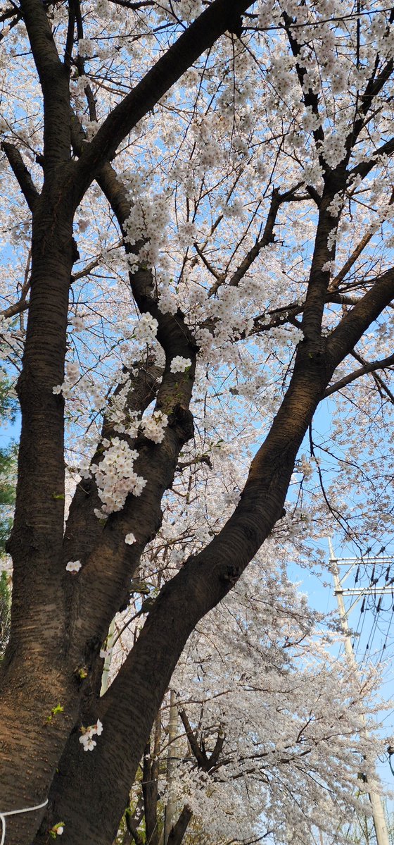 선풍 扇風 🔜 FURSTCLASS tweet media