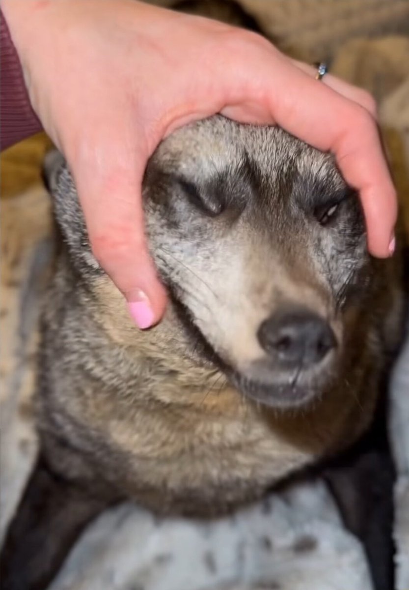 Paper Bag Man tweet media