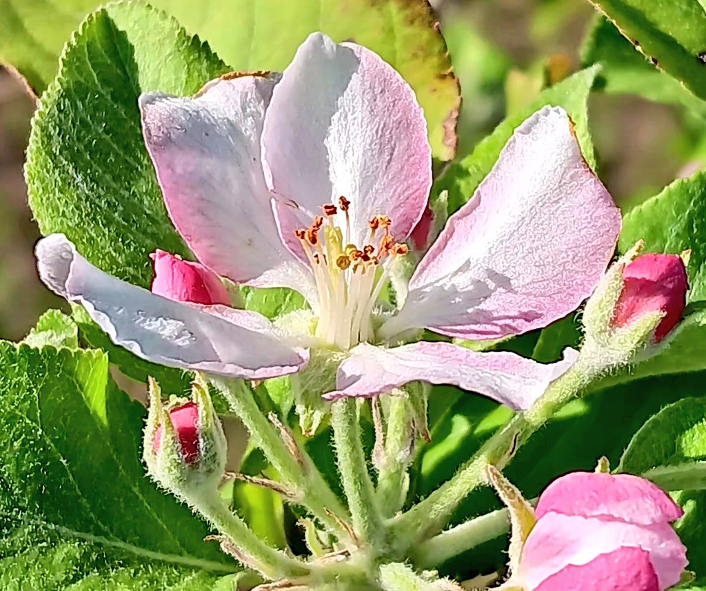 Happy #FlowersOnFriday 
Apple blossoms