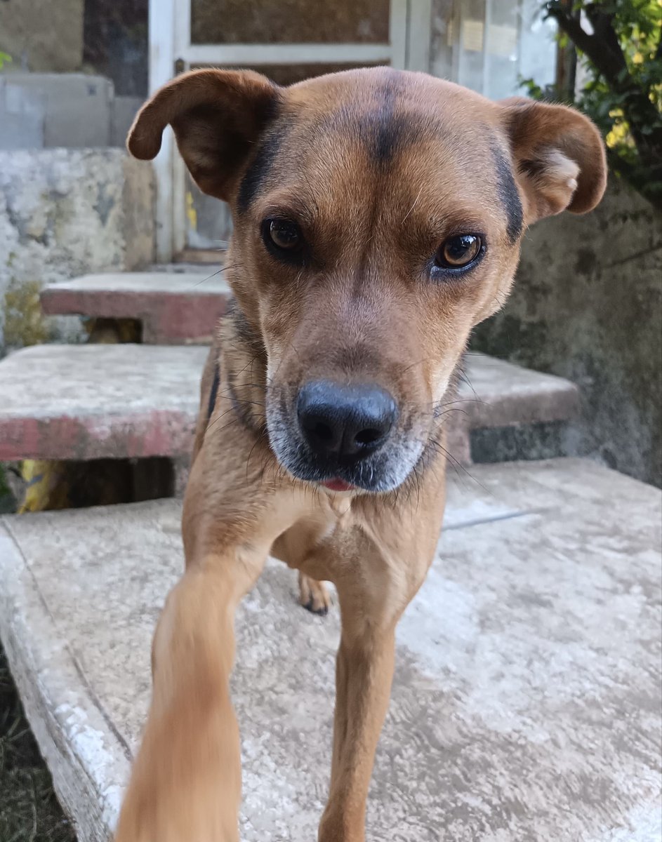 RefugiOceaniCAN's tweet photo. Amigooos les tengo una super noticia!!!
Hemos creado un producto nuevo y fantástico para todos nuestros amigos que aman a sus perritos, gatitos o cualquier animalito de compañía!!
Con su compra nos ayudan a ayudar de mejor manera!!
Miren, ustedes envían la foto de su peludo! Y su paguito de 200 pesos al whats app +52 56 6527 3780 y nosotras nos ponemos a chambear con mucho amor!!!
Graaaaacias amigos por difundir y ayudarnos a tener más recursos para ayudarles mejor. 

Les agradecemos infinito su apoyo.
🙏🏼🐾🐾
BBVA: 2973843610
Clabe 012180029738436107
tarjeta 4152 3142 3557 3543
(depósitos en oxxo)
O
Azteca 
5512 3823 1364 0437 
clabe
127180013445630838 
O
Banorte
Cta 1325214873
Clabe 072180013252156100
Tarjeta 5264 2468 3020 4607
a nombre de Areli
https://t.co/1pRdLdajHz: https://t.co/CmmanDp8o8
millones de gracias y bendiciones!!!
Todo suma🙏🏼💜🐾🐾