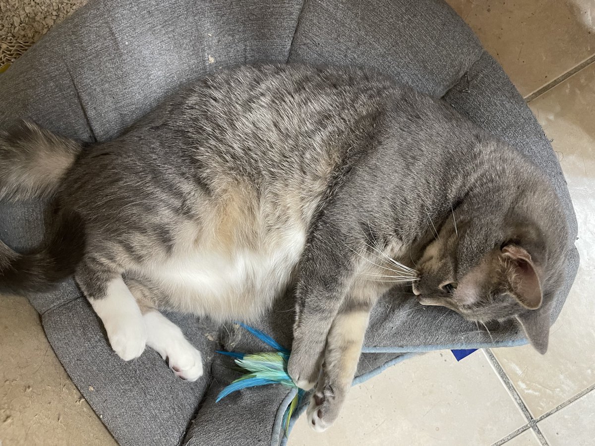 PrettySweetKitties tweet media