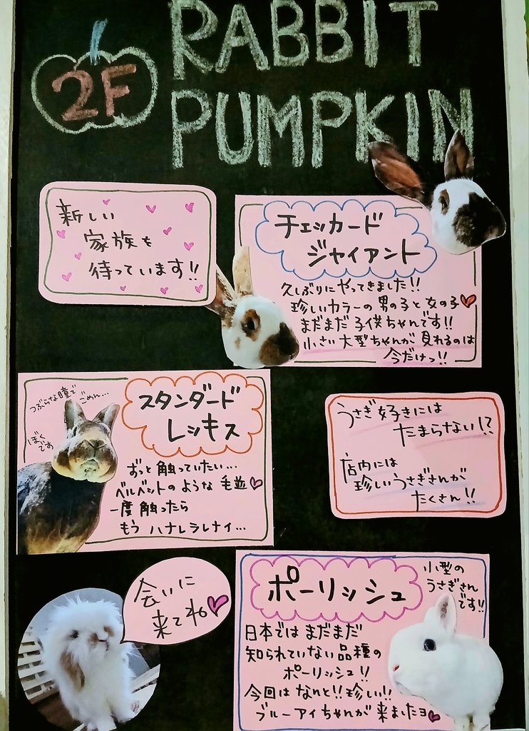RABBIT_PUMPKIN's tweet photo. お迎え待ちのうさぎさんたち♡

新しく看板ができました！
チェックしてね\(゜▽゜) https://t.co/CMQbYXUhau