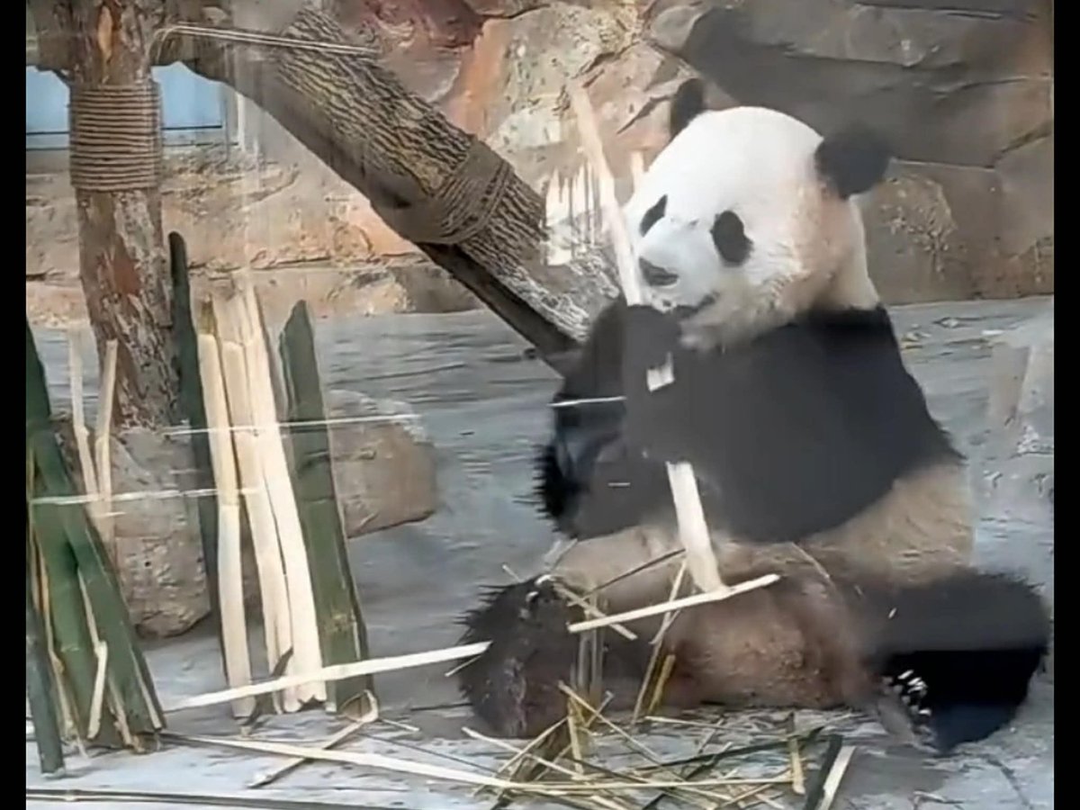 Princess Pinky 1st of Her Name & Mother of Pandas tweet media