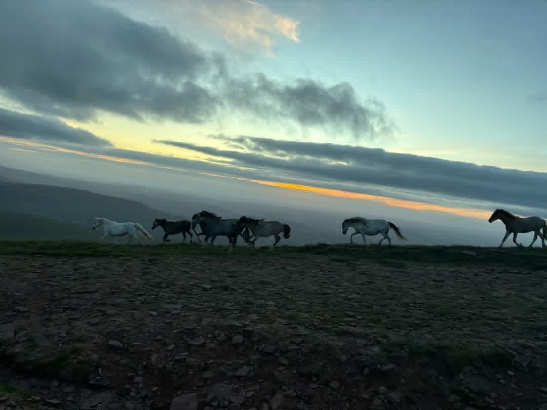 unfmariam's tweet photo. خيل كهَذَا فِي الدُّنيا فَگيْفَ بِٱلْجَنَّة،
يا رب ارزقنا الجنَّة. https://t.co/zaIWUfrbEP