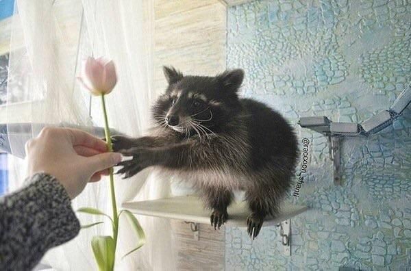 raccoonhourly's tweet photo. https://t.co/CDdhnPCEXb