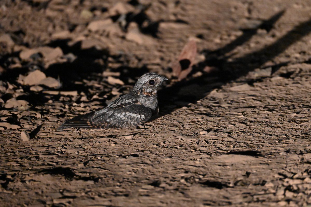 BiotechSanjeet's tweet photo. Sunabeda is a haven for diverse bird species, offering unique habitats that reflect the rich avian diversity of the landscape.
Save Birds, Save Forests. 🐦🌿
Sunabeda Wildlife Division, Odisha
#Sunabeda #Wildlife #Odisha #Birds #Avian #Conservation
@moefcc @EnvironmentPib @Ncscm_Moefcc @IUCN_forests @Team_eBird @IUCN @IUCN_forests @IUCNsos @WWF @rzss @CMO_Odisha @pargaien @rameshpandeyifs @Prem_CWLWOdisha @GaneshRamBJP @narendramodi @PMOIndia