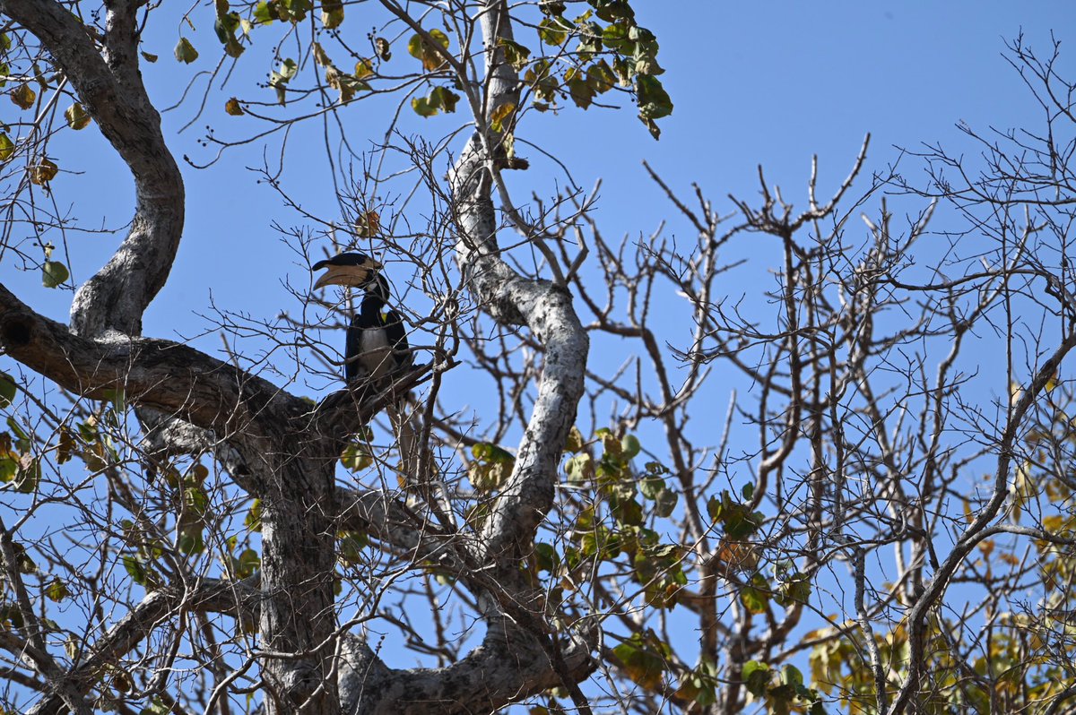 BiotechSanjeet's tweet photo. Sunabeda is a haven for diverse bird species, offering unique habitats that reflect the rich avian diversity of the landscape.
Save Birds, Save Forests. 🐦🌿
Sunabeda Wildlife Division, Odisha
#Sunabeda #Wildlife #Odisha #Birds #Avian #Conservation
@moefcc @EnvironmentPib @Ncscm_Moefcc @IUCN_forests @Team_eBird @IUCN @IUCN_forests @IUCNsos @WWF @rzss @CMO_Odisha @pargaien @rameshpandeyifs @Prem_CWLWOdisha @GaneshRamBJP @narendramodi @PMOIndia