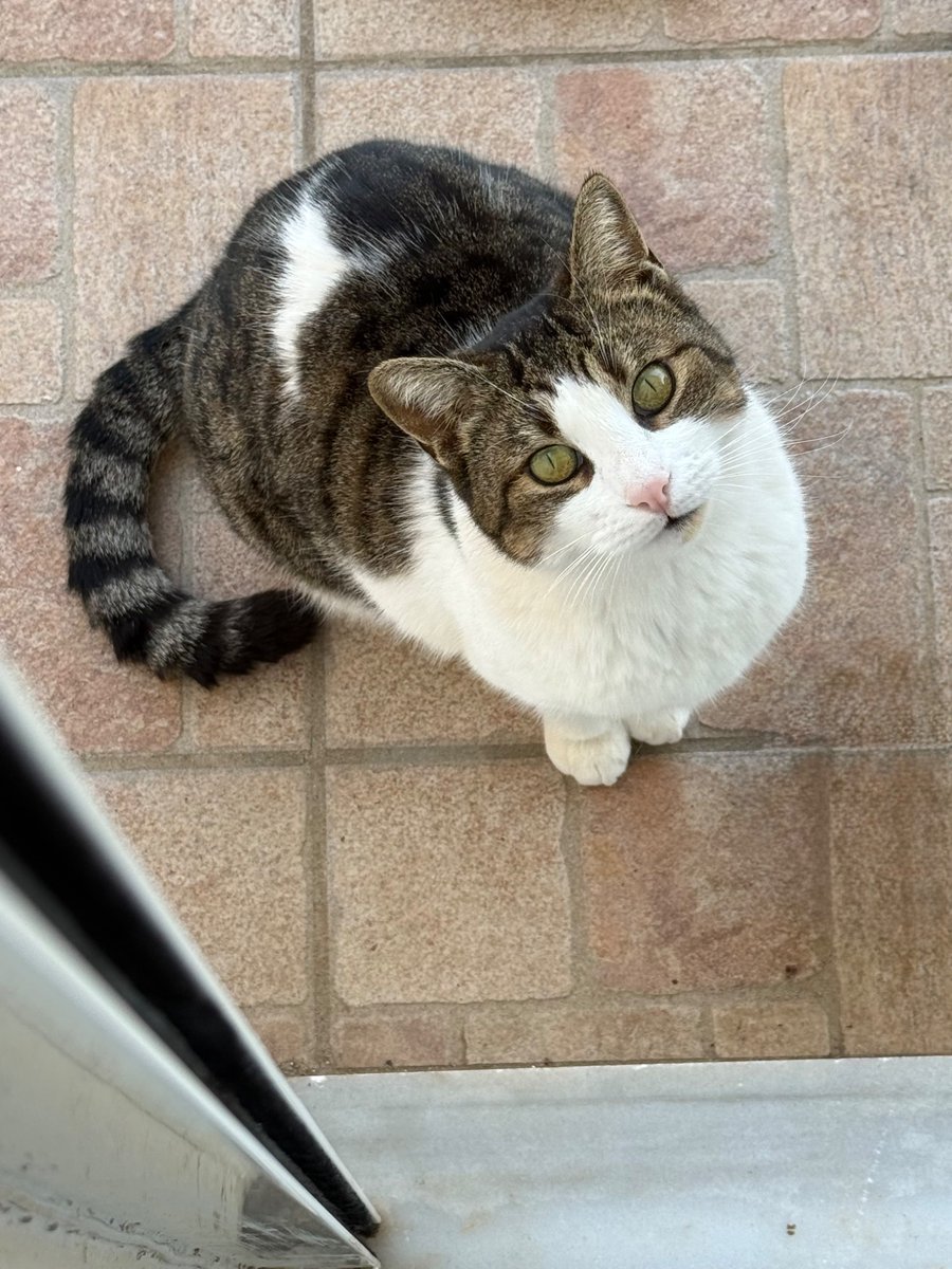 アンドロイドのお姉さん tweet media