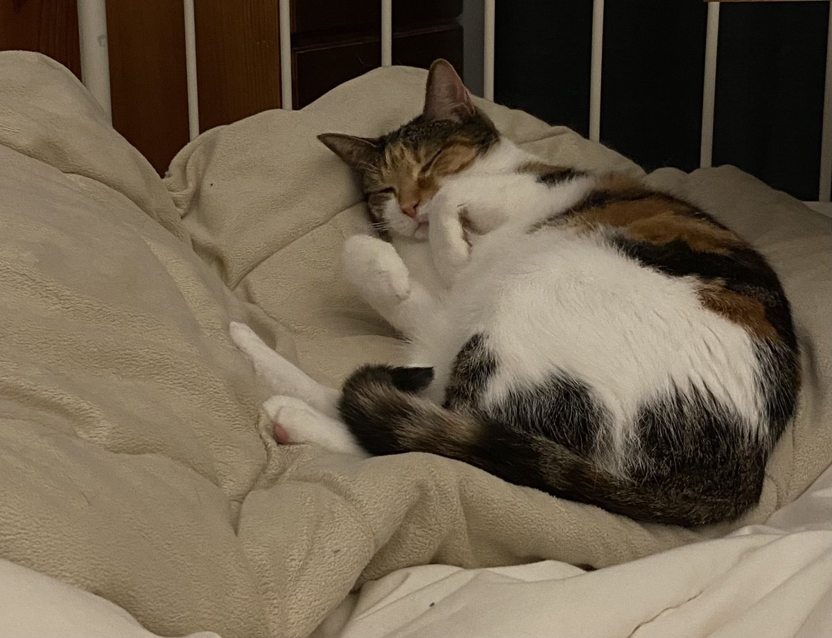 Ejay und Belle 💜💚🐾 tweet media