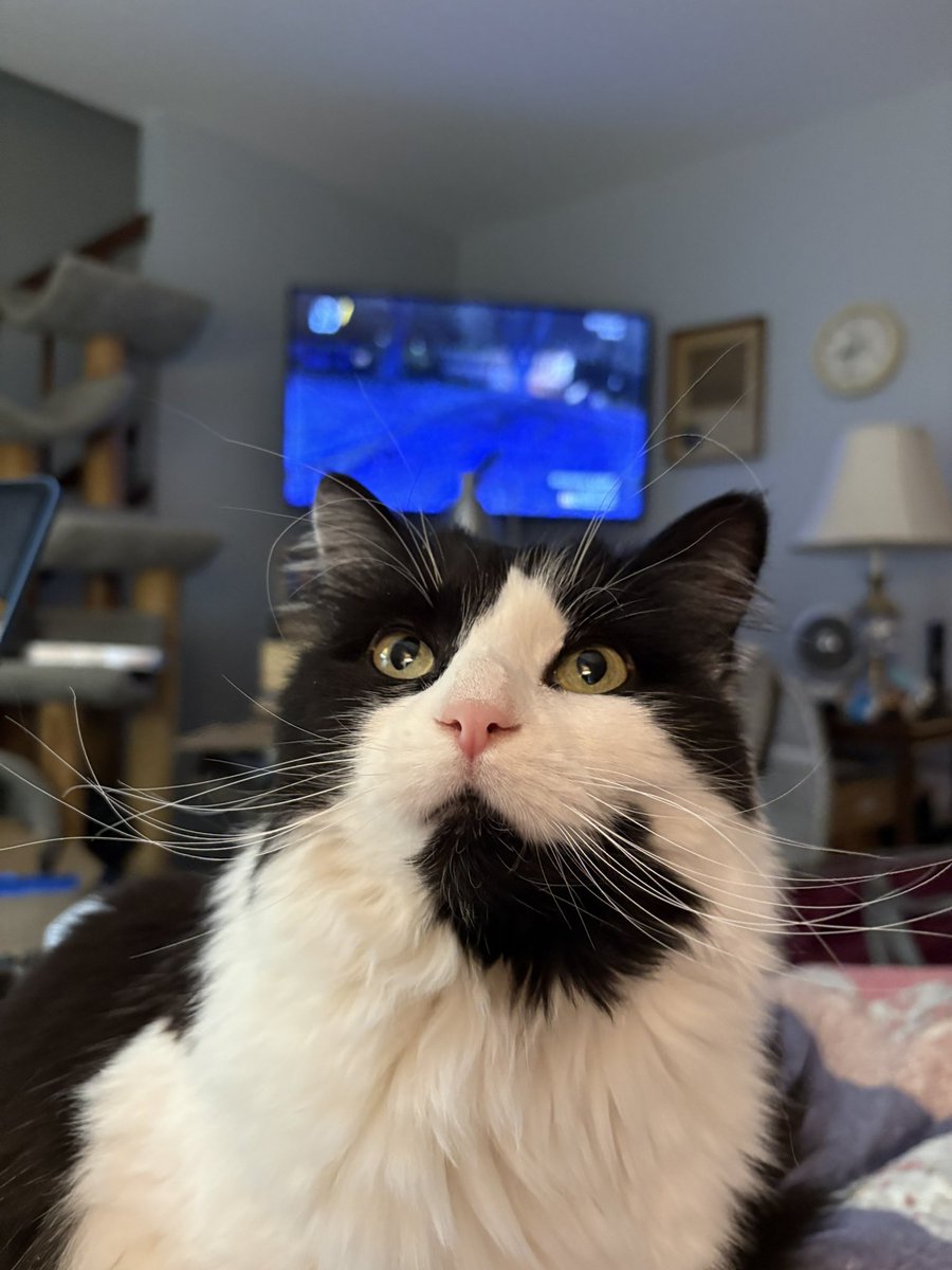 Dinner tonight is leftover chicken, potatoes and broccoli warmed up in a frying pan with a little olive oil and butter.  Bell-bell and I all ready for the show!  What’s your dinner tonight?  #OPLive #OnPatrolLive