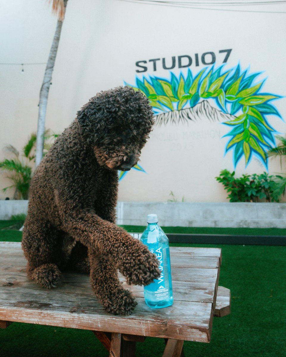 waiakea's tweet photo. Just a good boy staying hydrated 🐾💧
Byron repping his Waiākea around Studio 7 Hawai'i! 🤙 

We love spotting our blue bottles at all our favorite local spots! https://t.co/l8lG75WJ4w