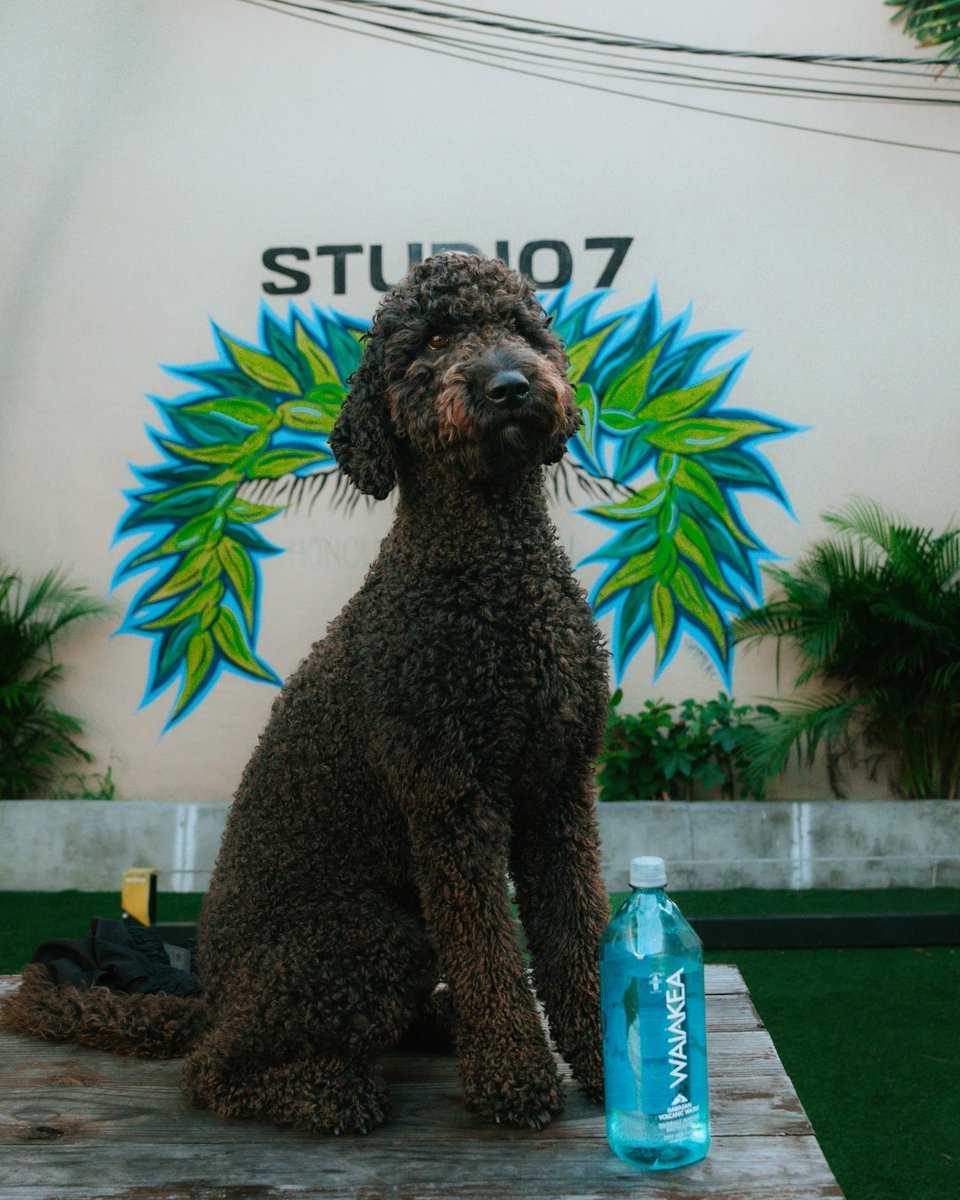 waiakea's tweet photo. Just a good boy staying hydrated 🐾💧
Byron repping his Waiākea around Studio 7 Hawai'i! 🤙 

We love spotting our blue bottles at all our favorite local spots! https://t.co/l8lG75WJ4w
