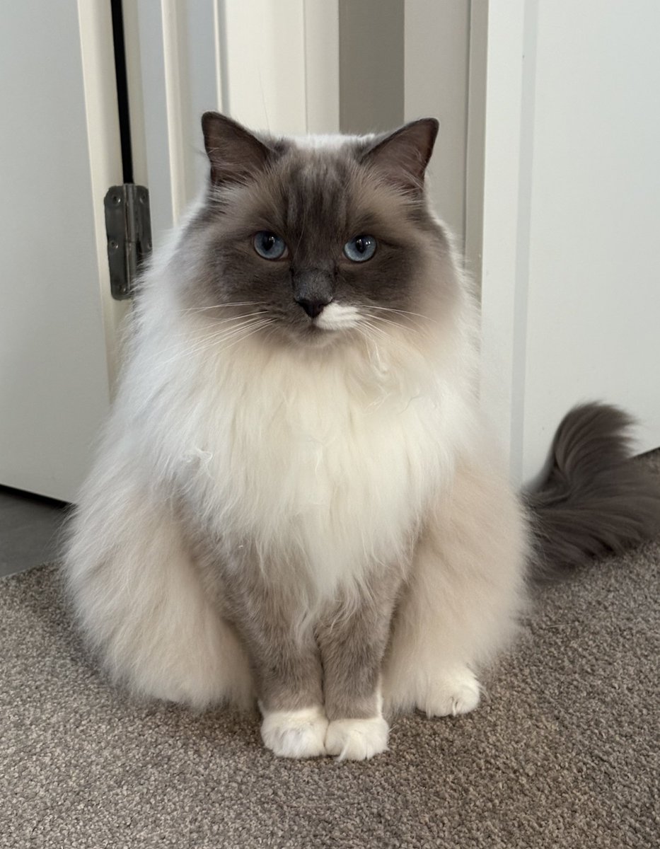 athena 💜🐾nyan tweet media