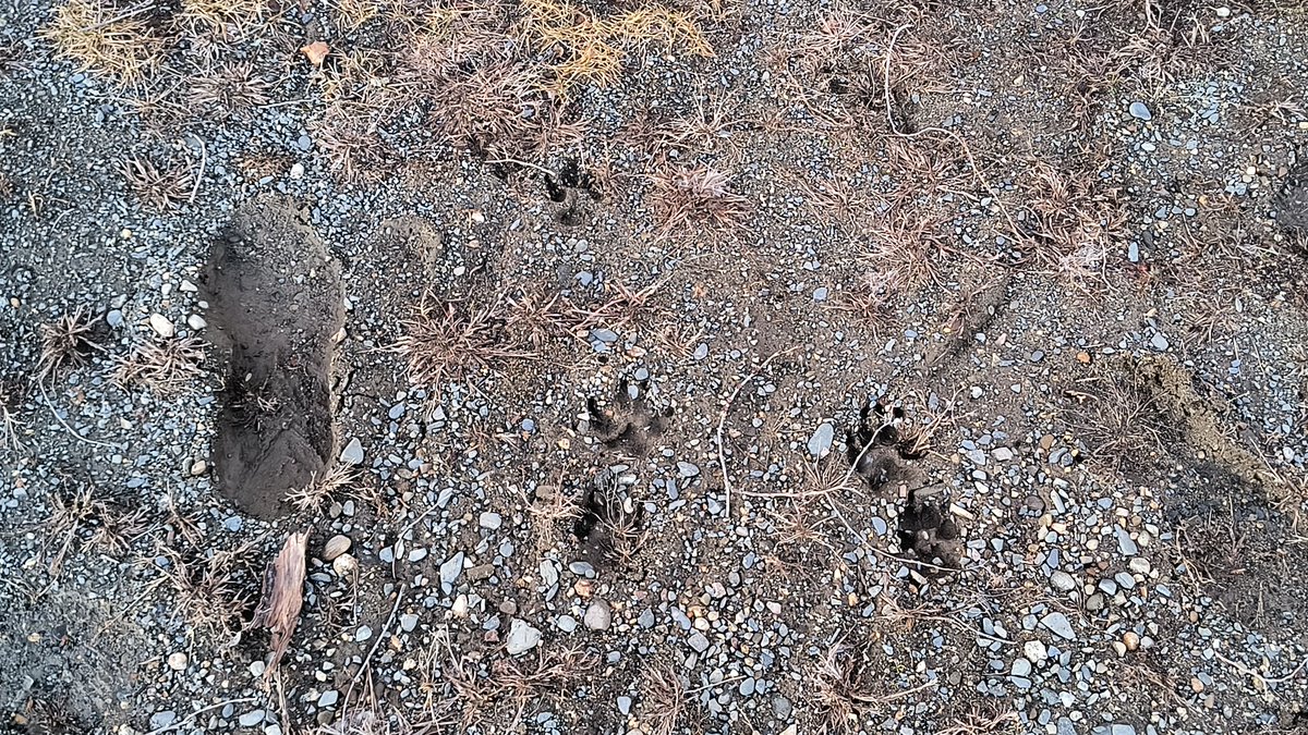 NullDaUndeadoll's tweet photo. Your footprints vs my footprints :3 https://t.co/nnKZTfpuLP