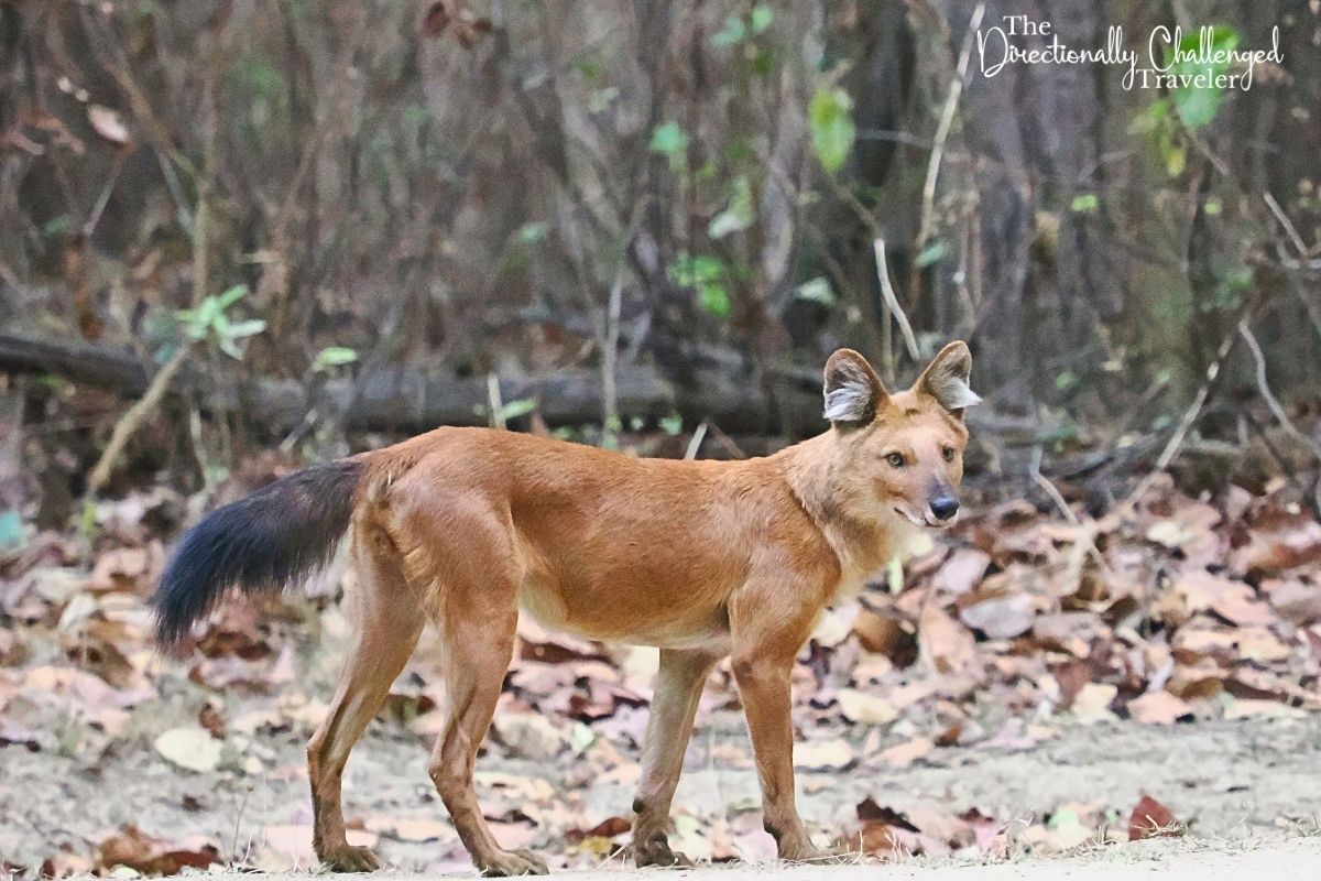 Directionally Challenged Traveler tweet media