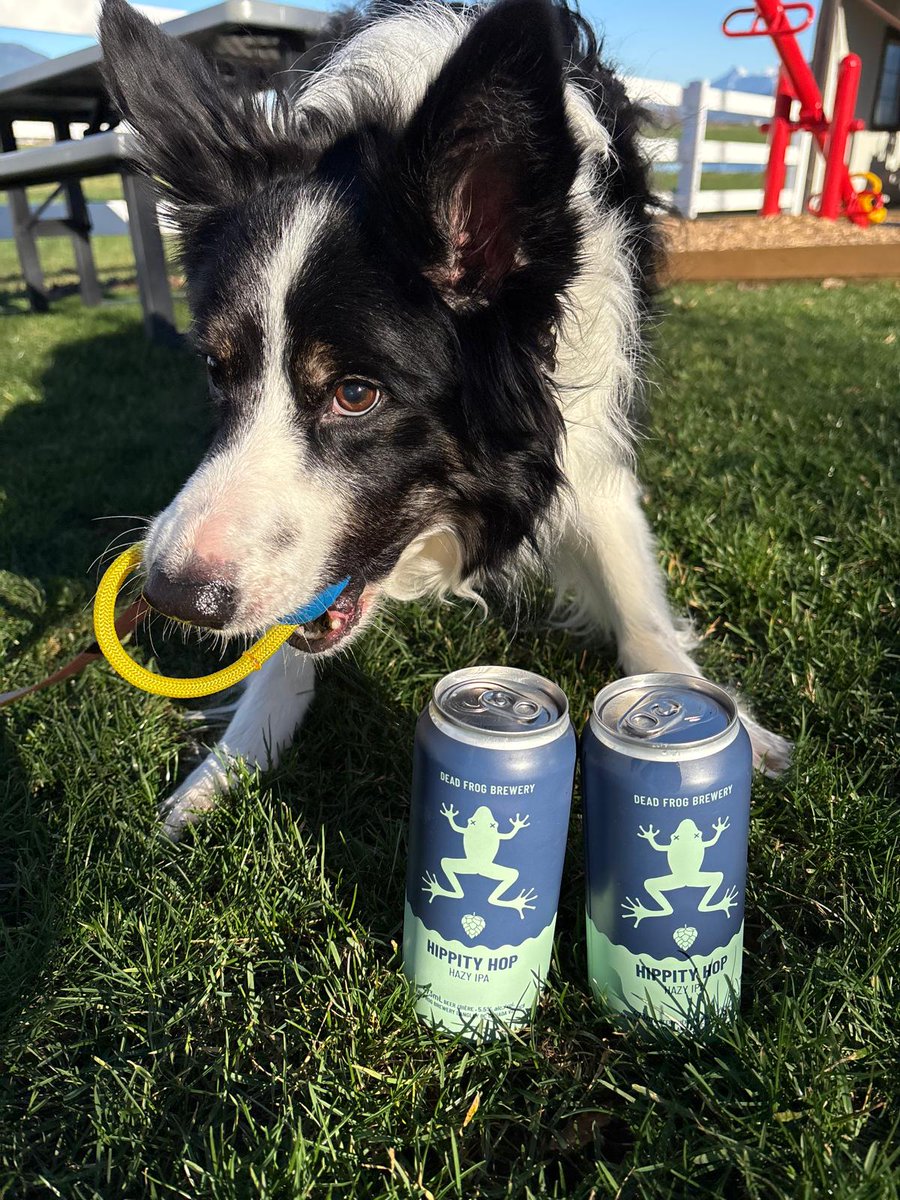 Dead Frog Brewery tweet media