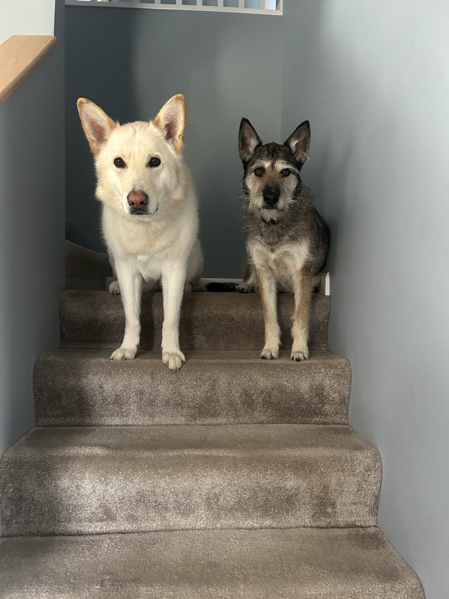 Shauna Allen tweet media