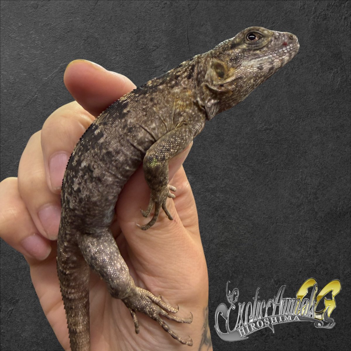 OG Hiroshima 五日市に移転しました！ tweet media