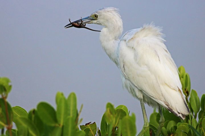 Michiale Schneider Carney tweet media