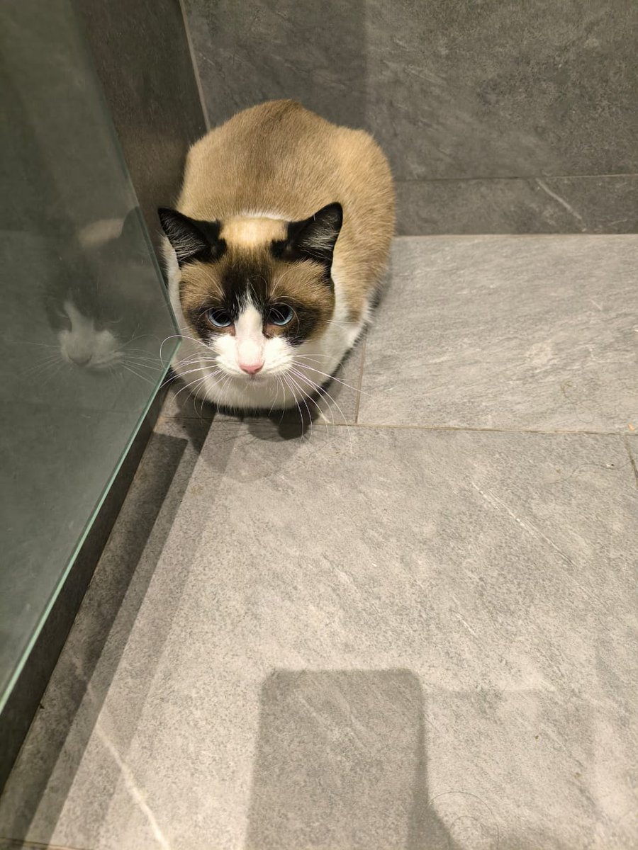 El arca de Satoshi tweet media