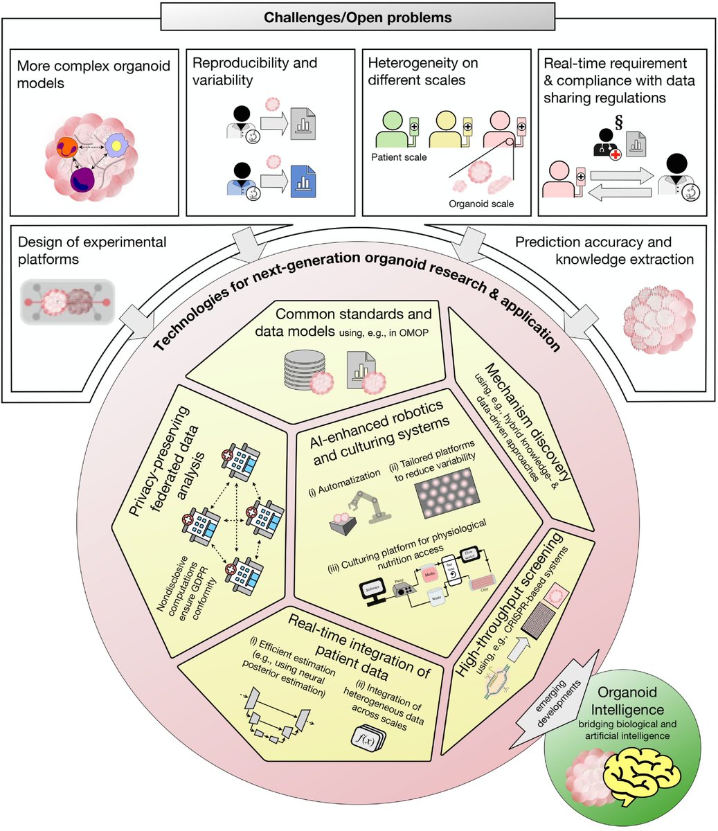 Organoid News tweet media