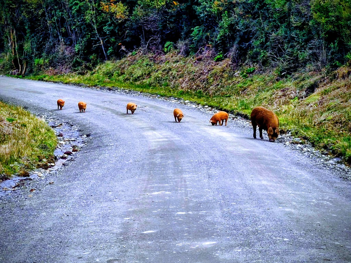Chiloé Transparente tweet media