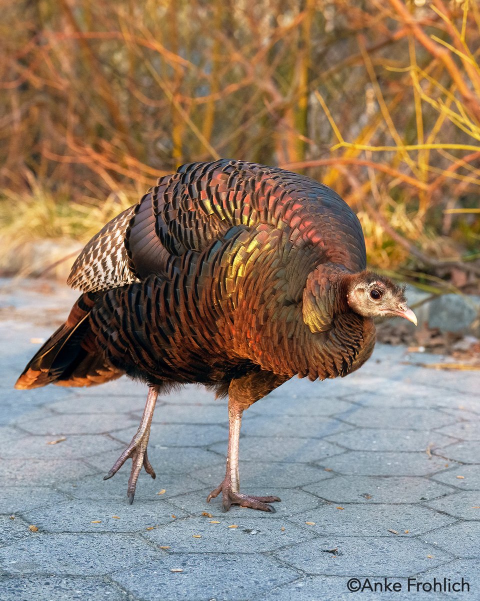 Anke Frohlich Photography tweet media