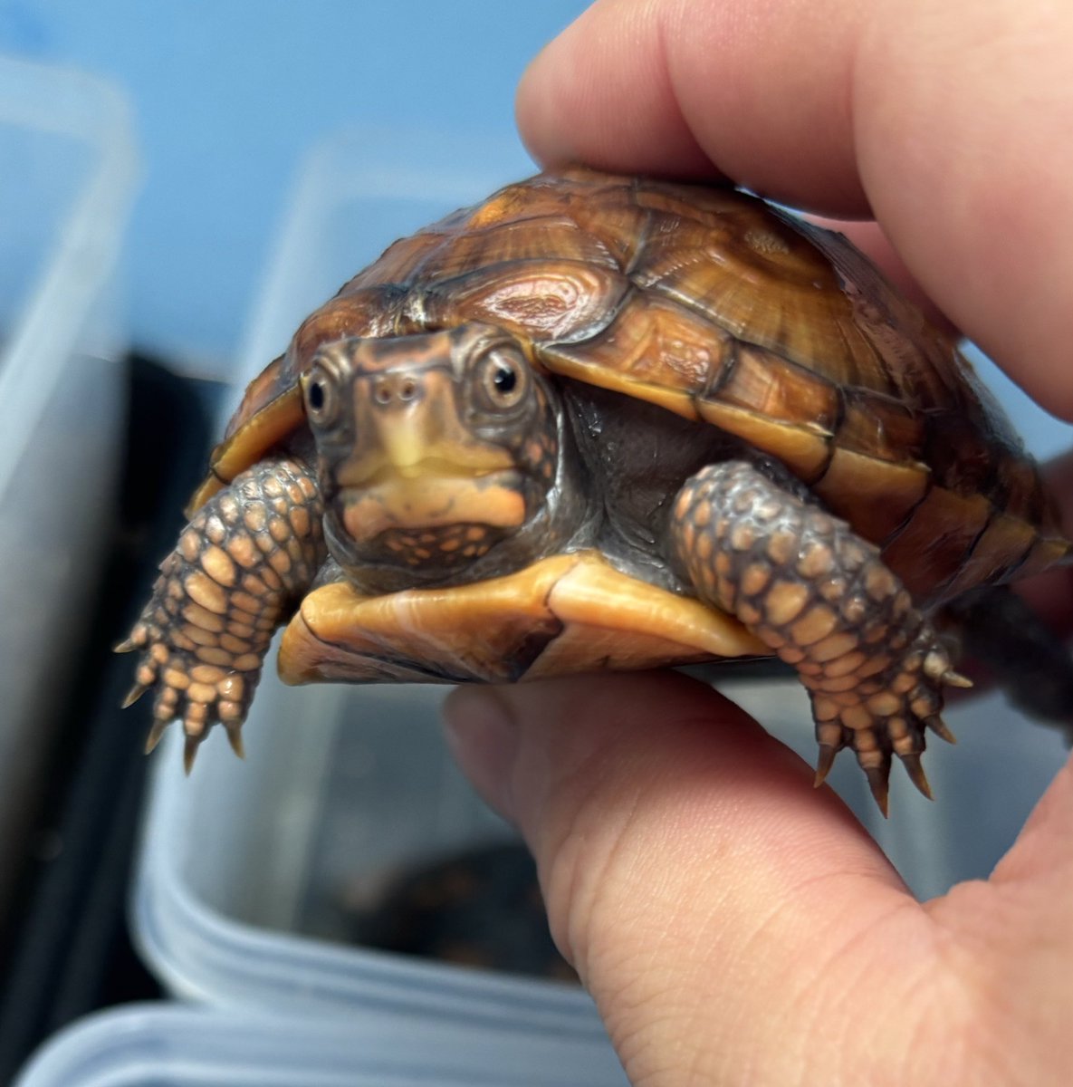 🐢TBOXT🐢 tweet media