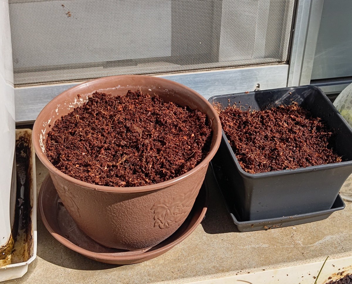 草花乃もち tweet media