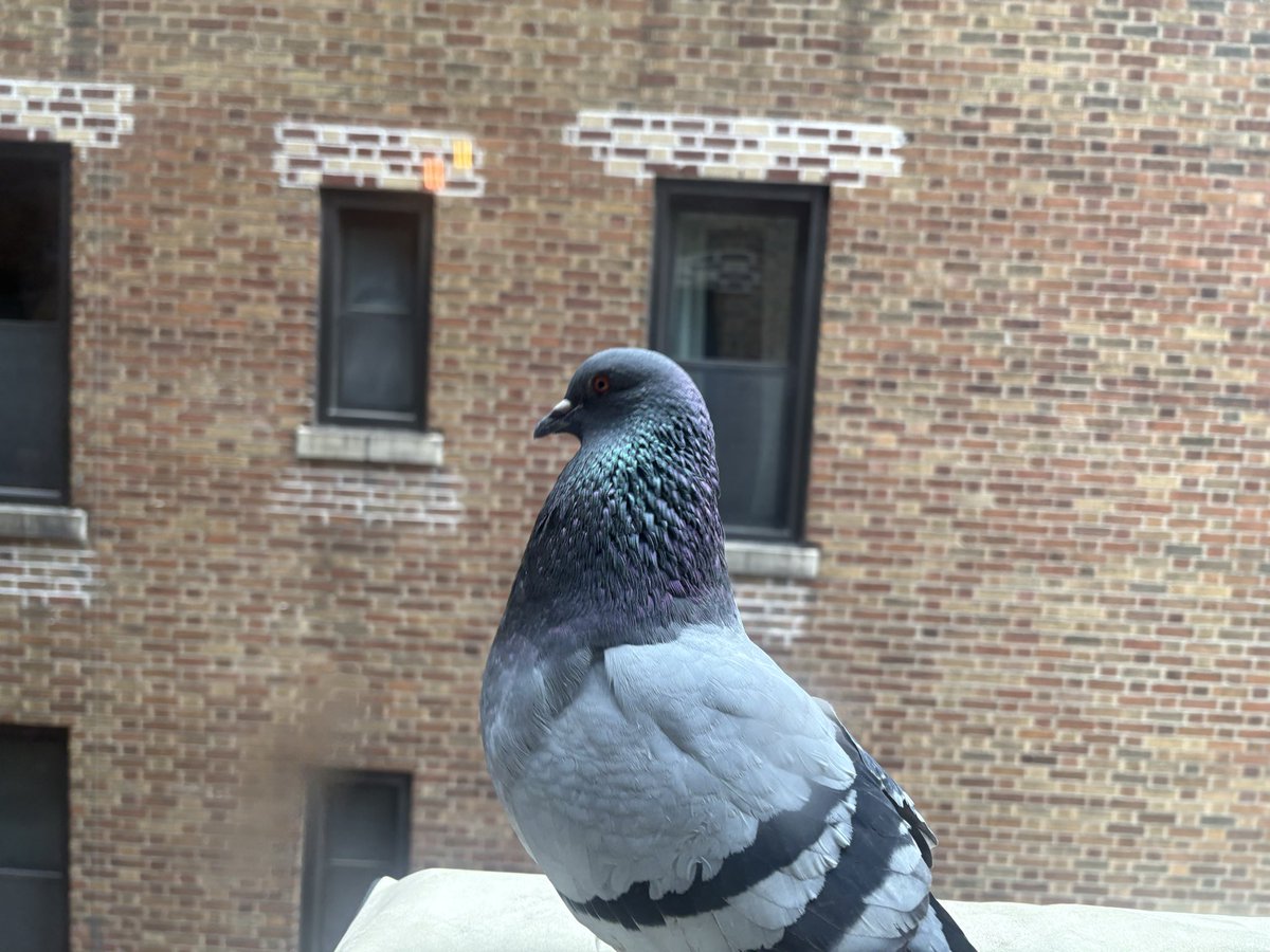 Mike Cobraman tweet media