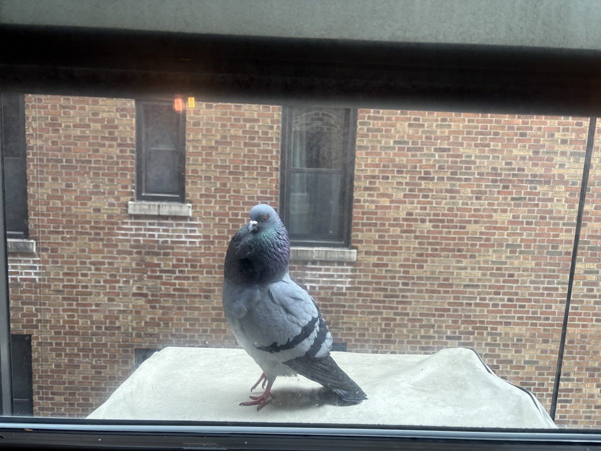 Mike Cobraman tweet media