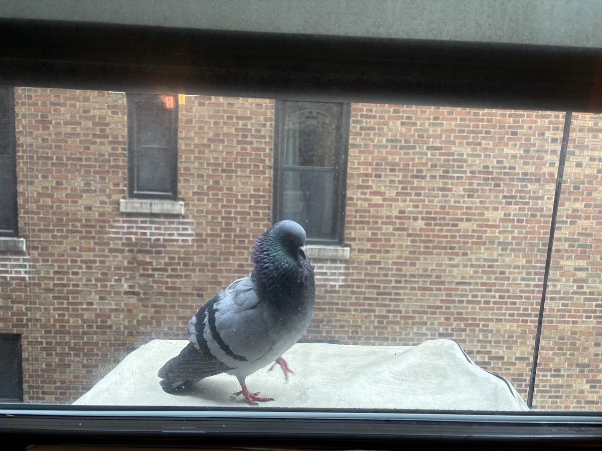 Mike Cobraman tweet media