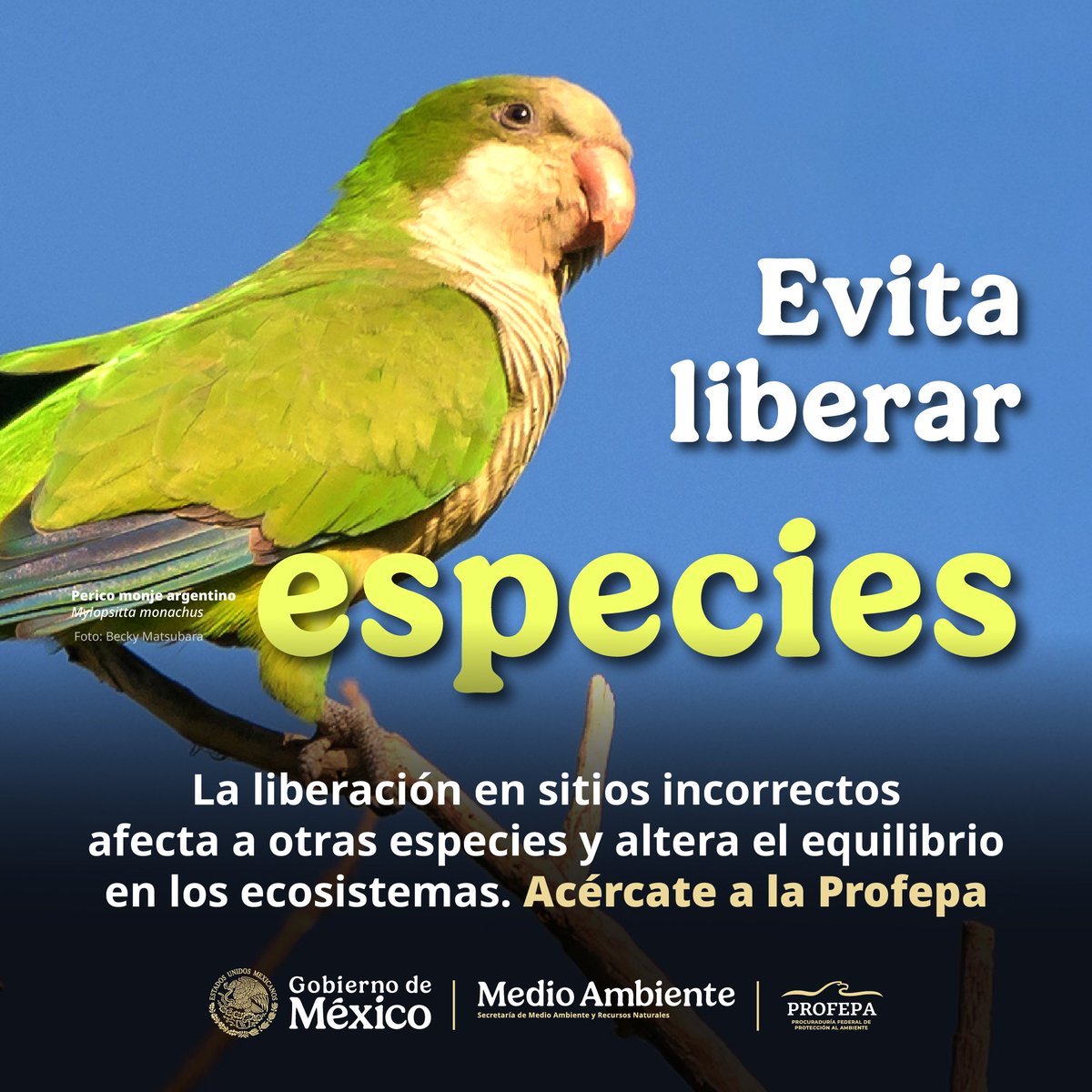 PROFEPA_Mx's tweet photo. La liberación de una animal silvestre puede ser el comienzo de una nueva especie invasora para un ecosistema.
Acércate a la Profepa en tu entidad y recibe la orientación adecuada: https://t.co/vX1vDFCviD https://t.co/jdxWVqsXLe