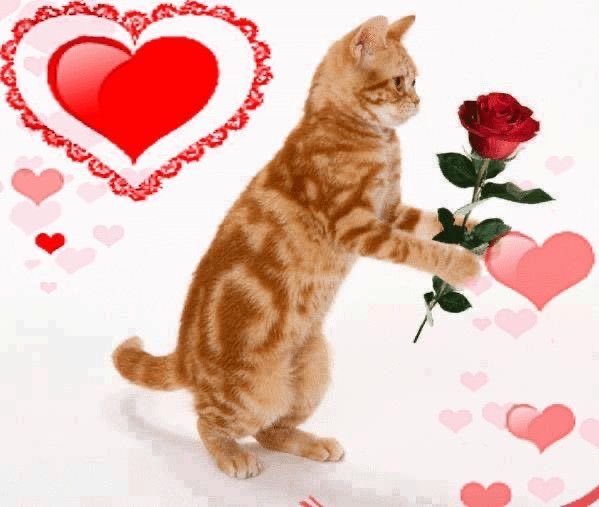 spiderhelo's tweet photo. @delfino_em Linda beijos na boca https://t.co/08SsqUtzVu