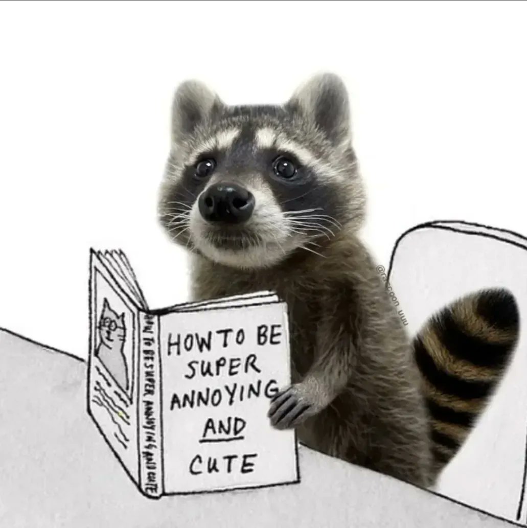 Why you should have a Raccoon tweet media