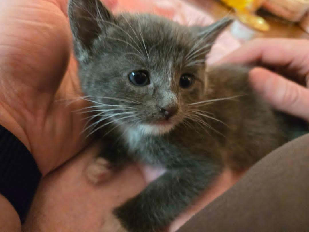 Sara Mary ⭐❤️ tweet media