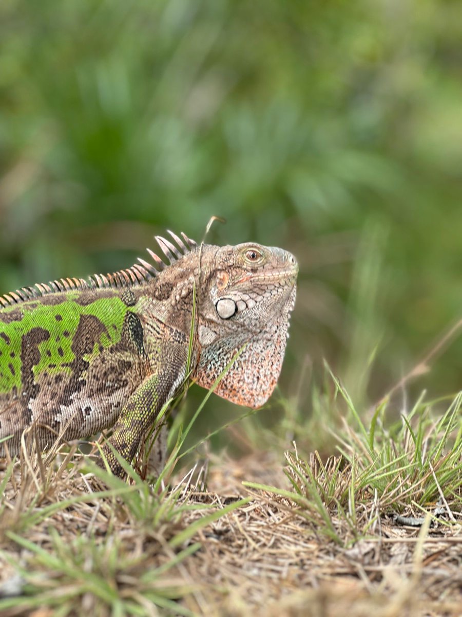 Secretaría de Ambiente tweet media